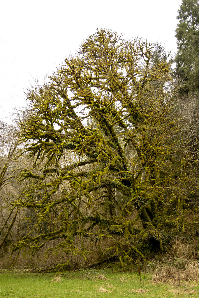 Moss Covered Tree 2 by jgpittenger