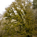 Moss Covered Tree 2