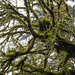 Moss Covered Tree