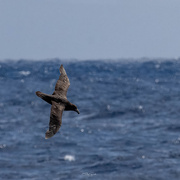 27th Feb 2025 - First Albatross of the Crossing