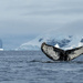 Humpback Whale by yorkshirekiwi