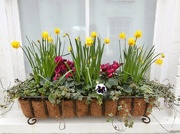 19th Feb 2025 - SPRING.....