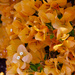 Beautiful Bougainvillea P9263831