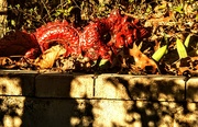11th Mar 2025 - Garden Dragon