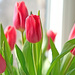 Tulip Angst