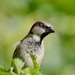 HOUSE SPARROW