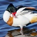 SHELDUCK - TWO