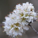 Beautiful Blossom
