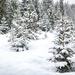 Snow, again...