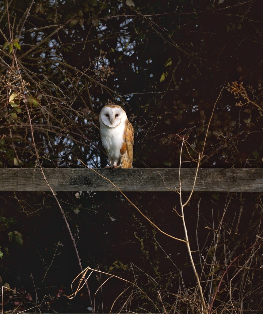 Owl on the Fence  by lucypics