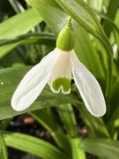9th Mar 2025 - Snowdrop