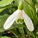 Snowdrop