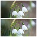 Snowflake snowdrop diptych~~~~~