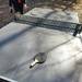 Morning ping pong duel with A.