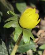 11th Mar 2025 - An Invitation to Spring
