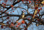 11th Mar 2025 - Mockingbird in a Tree