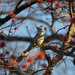 Mockingbird in a Tree