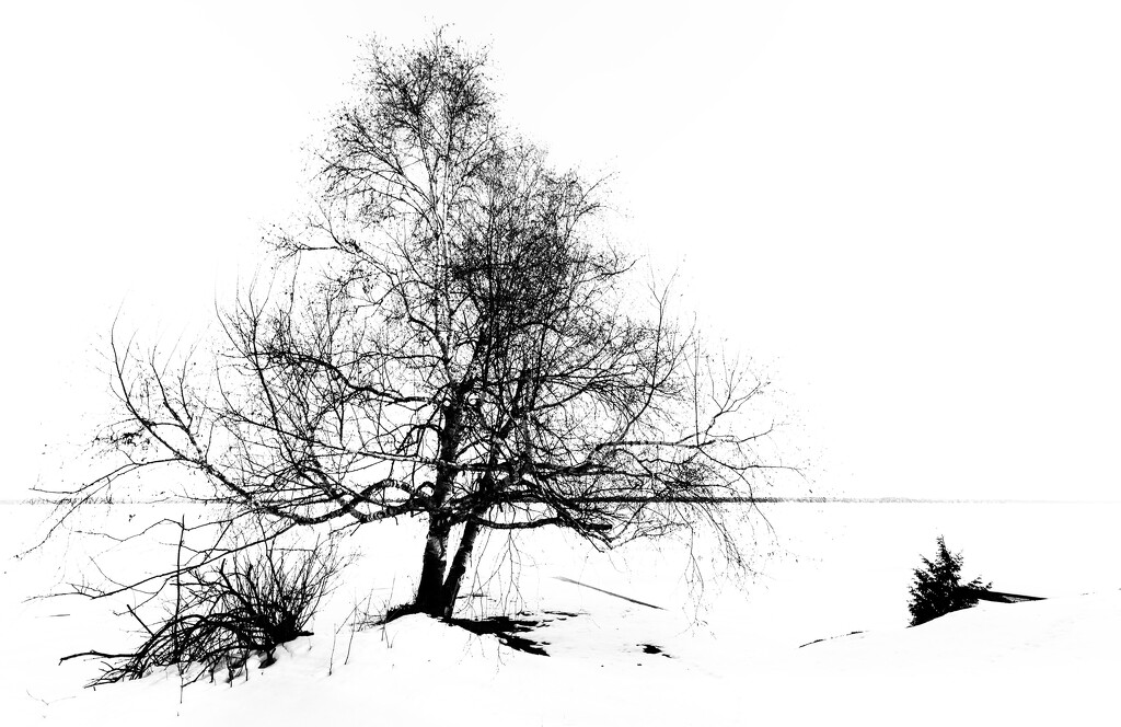 Winter Tree by pdulis