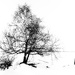 Winter Tree