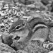Chipmunk