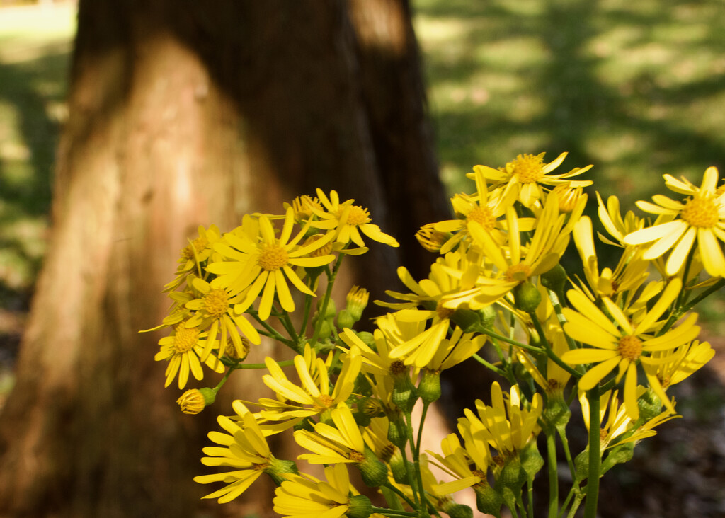 Butterweed by eudora