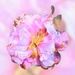 Faded Pink