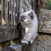 Border Pawtrol
