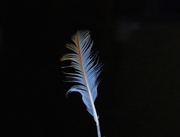 11th Mar 2025 - Fall out