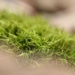 Another mossy macro... by marlboromaam
