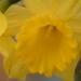 Daffodils~~~~~