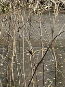 12th Mar 2025 - IMG_5991