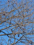 12th Mar 2025 - Sycamore