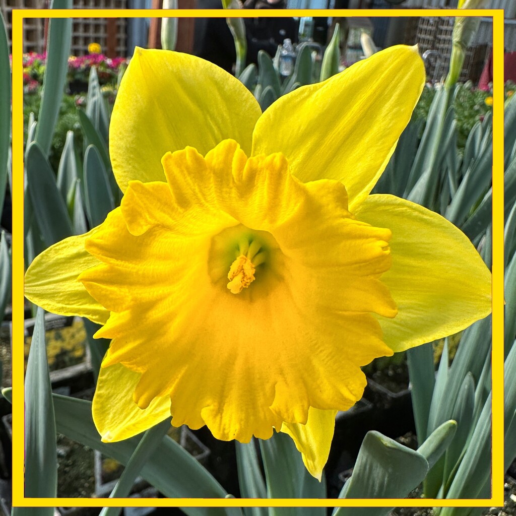 Yellow 2 by shutterbug49