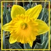 Yellow 2