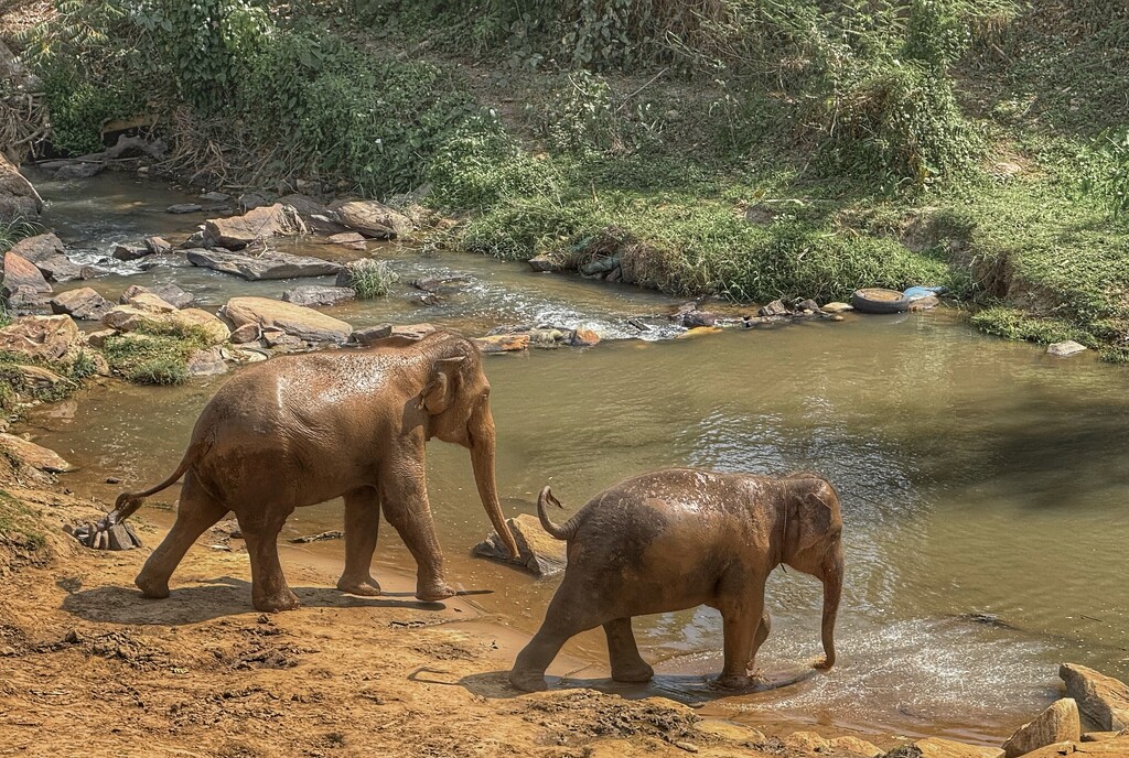 Elephant Jungle Sanctuary by cmf