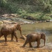 Elephant Jungle Sanctuary by cmf