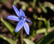 12th Mar 2025 - Rainbow month blue 2