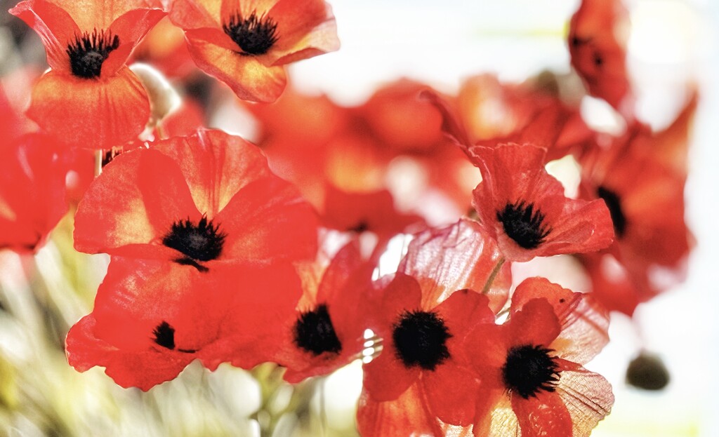 Whispy Poppies by carole_sandford
