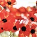 Whispy Poppies