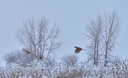13th Feb 2025 - Pheasants In Flight