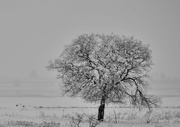 17th Feb 2025 - Dressed In A Snowy Robe!