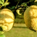 Sun on lemons