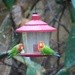 peach faced lovebirds