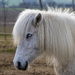 a horse with no name