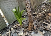13th Mar 2025 - Mystery Plant