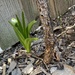 Mystery Plant