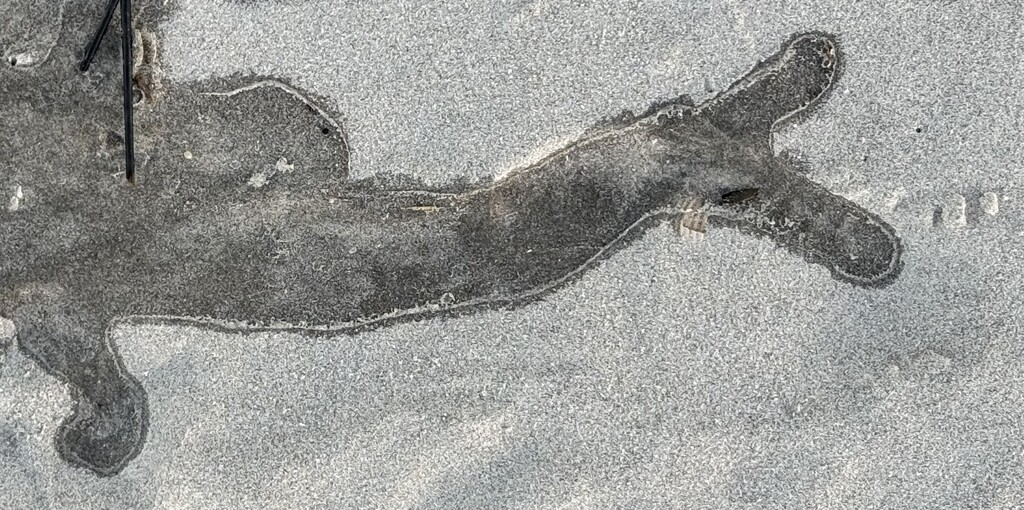 New dinosaur species discovered in the sand at Folly Beach — Stegafollysaurus by congaree