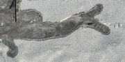 12th Mar 2025 - New dinosaur species discovered in the sand at Folly Beach — Stegafollysaurus