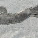 New dinosaur species discovered in the sand at Folly Beach — Stegafollysaurus