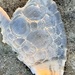 Salt foam art observed while walking at the beach yesterday